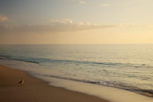 Sandy;Shore;Water;Seascape;Sand;Seagull;Sanibel Captiva Island;Sea;Waves;Sunset;Beaches;animals;beaches;Coast;Ocean;Coastline;Shoreline;Florida;Beach;beach;animal;sand;Sanibel;bird